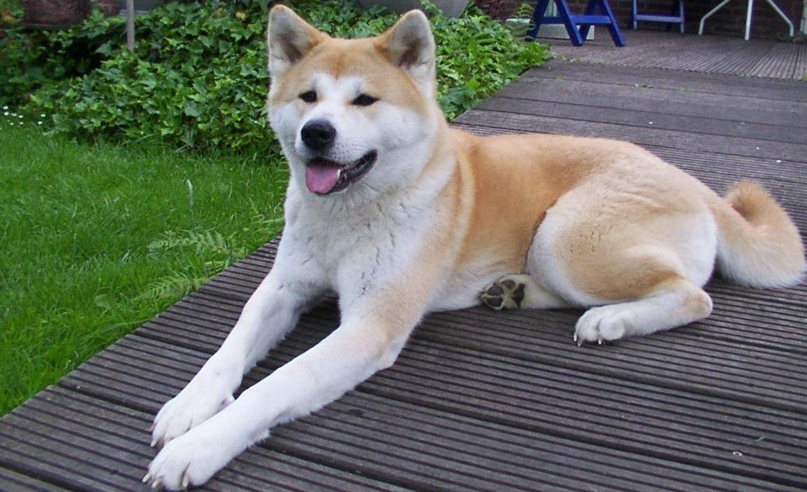 Akita - breed photo