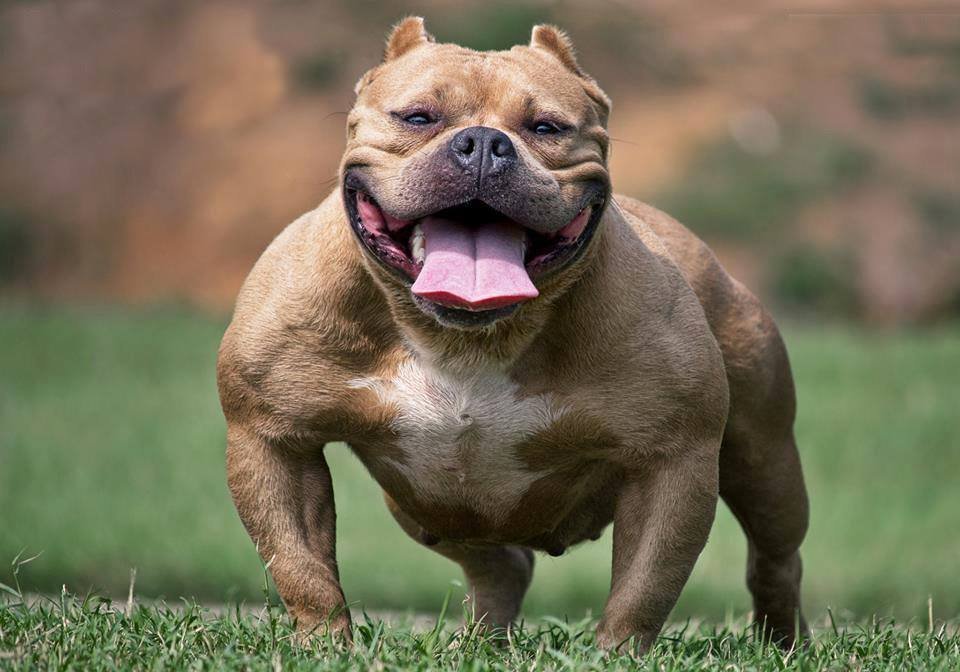 American Bully