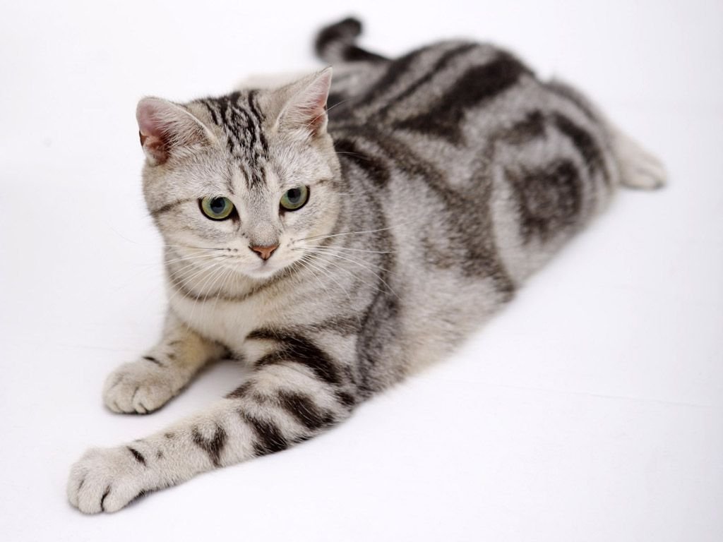 American Shorthair - breed photo