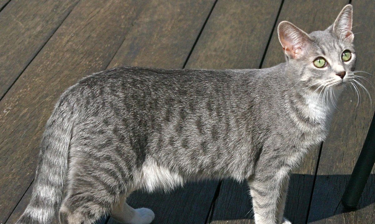 Arabian Mau
