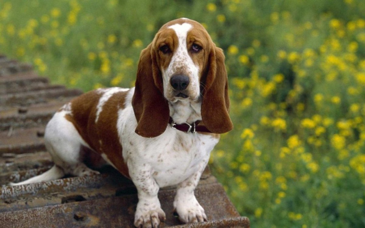 Basset Hound - breed photo