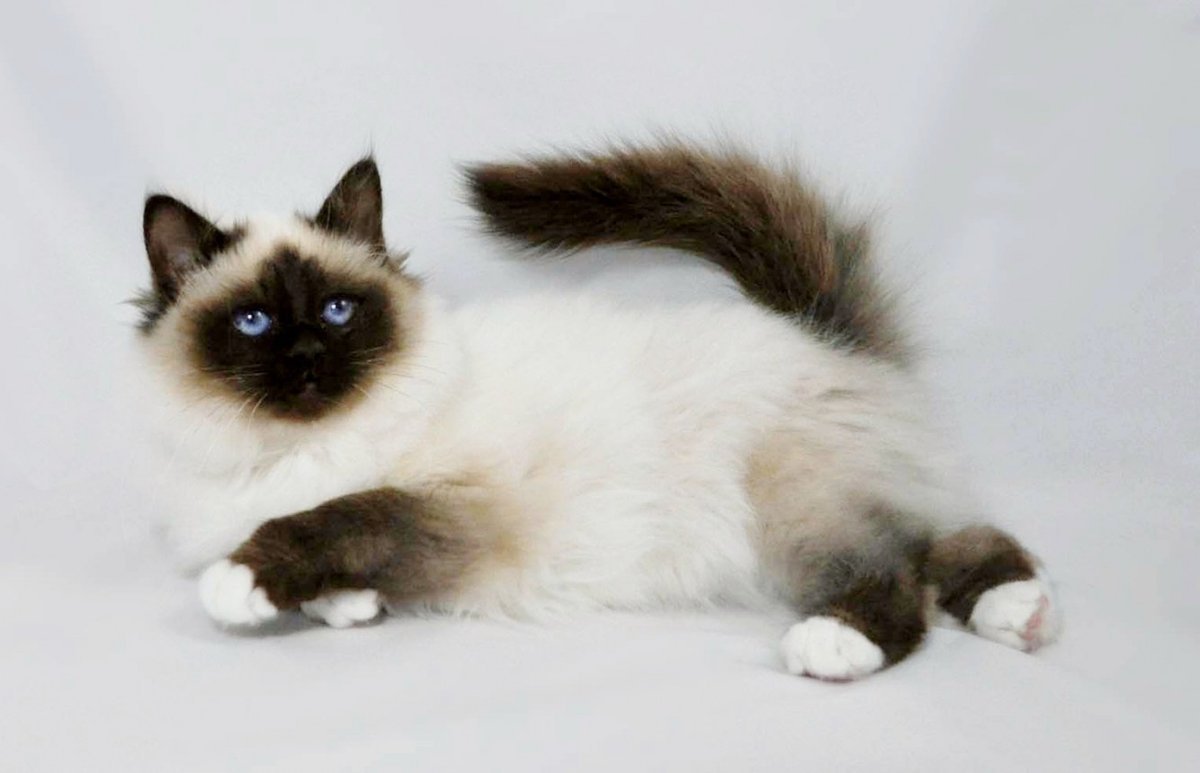 Birman - breed photo