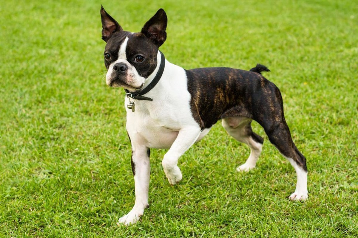 Boston Terrier - breed photo