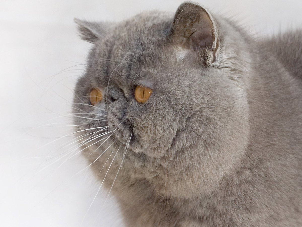 Exotic Shorthair