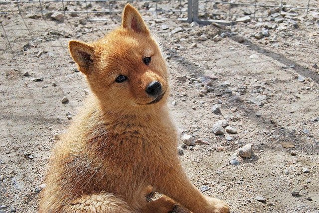 Finnish Spitz