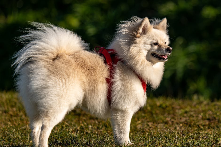 German Spitz