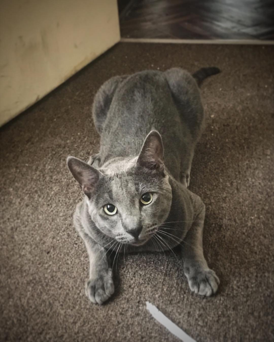 Korat