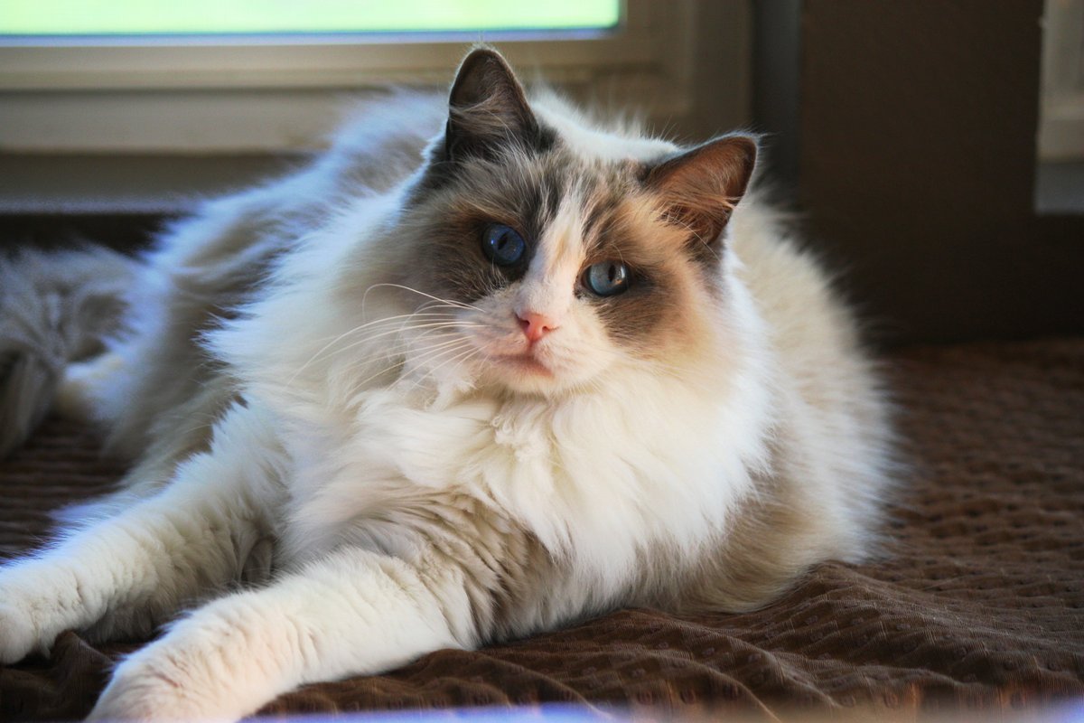 Ragdoll