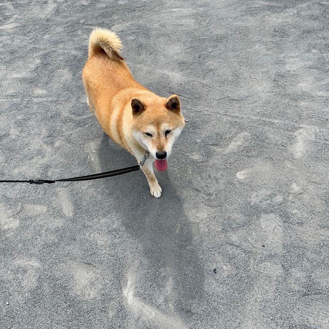 Shiba Inu