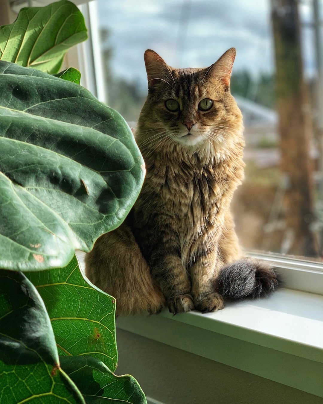 Siberian
