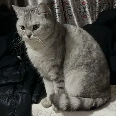 英短虎斑：行走的艺术品，2026年最受欢迎的猫咪伴侣-第1张图片-猫老板